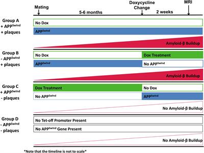 Decoupling the Effects of the Amyloid Precursor Protein From Amyloid-β Plaques on Axonal Transport Dynamics in the Living Brain